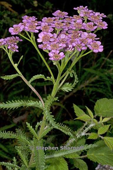 achillea alpina var pulchra 3 graphic